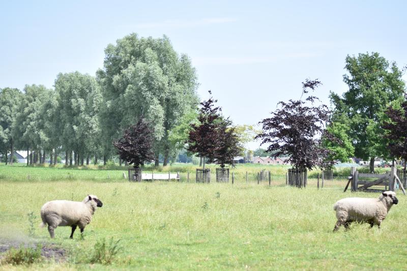 Kootwijkerbroek